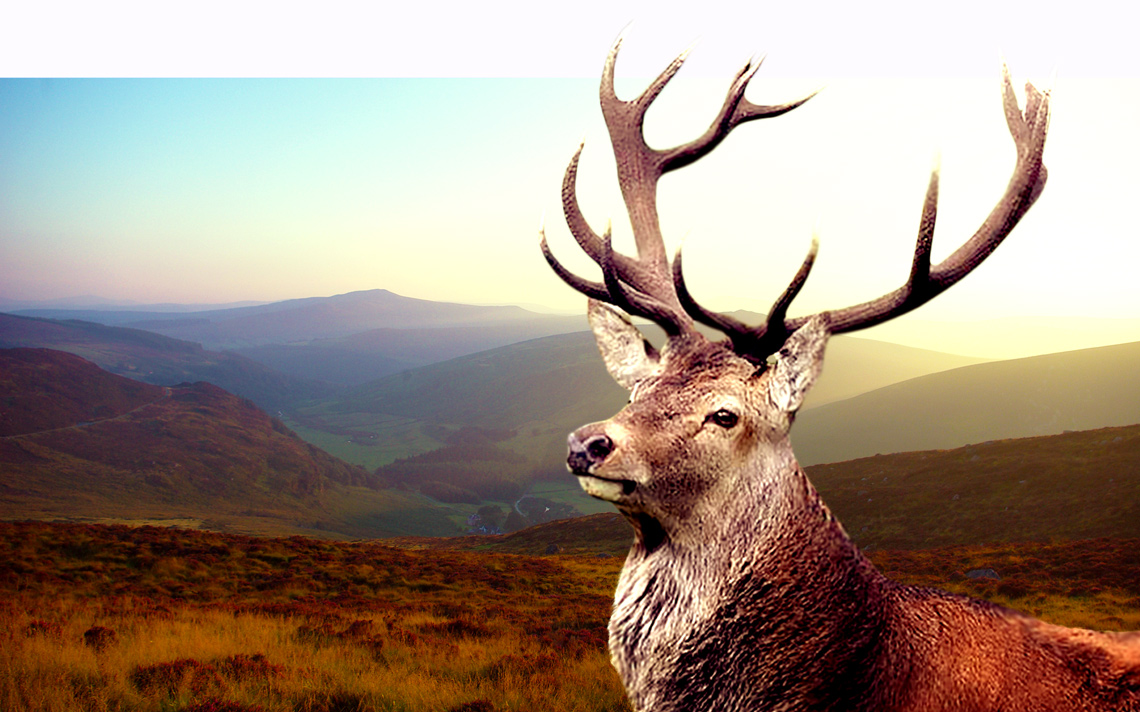 Hunting Ireland